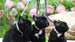 大きくなりました！